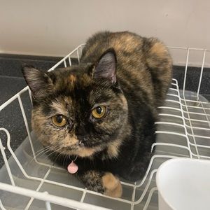 Meet your Posher, Amanda